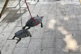 街头几百上千元一只的“千年老龟”，买来放生可能好心办坏事图片