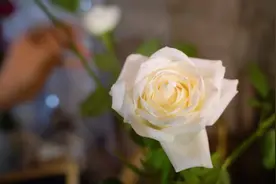 “七夕”将至，长沙鲜花俏销图片