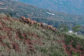 你挂念的这群大象回栖息地了 时间轴回顾其“出游”历程图片