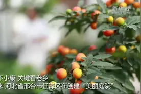 河北邢台：特色庭院乐享小康生活视频封面