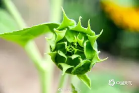 可爱！一组图看北京向日葵从花盘到瓜子的蜕变图片