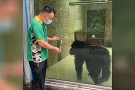 重庆20岁大龄单身黑猩猩全网征婚“云南婆娘”安排上了图片