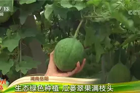 走进乡村看小康 | 循环农业新模式让村民增收3倍以上 种养殖业发展迎来新风尚图片