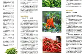 盘点丨湖南这些特色辣椒，你吃过吗？图片
