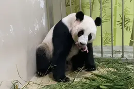 旅新大熊猫“嘉嘉”诞下首只宝宝图片