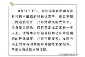 极其罕见！浮梁县勒功乡发现的这只甲虫，是国家二级保护动物图片