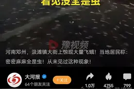 南阳邓州现大量飞虫，道路铺满一层居民称奇：从没见过，林业部门今晚现场勘查图片
