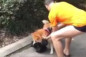 狗咬死猫，交警队长被停职图片