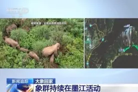 大象是怎么回家的，最新动态如何？记者揭秘→图片