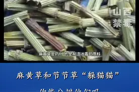 麻黄草和节节草“躲猫猫”，你能分辨他们吗?