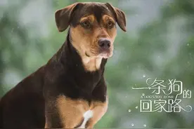CCTV6今天播放《一条狗的回家路》网友：绝了图片