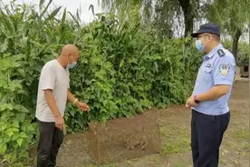 大鹅被拖进庄稼地，发现时身子已被吃掉大半！凶手竟是一只猫？图片