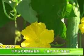 华州区瓜坡镇庙前村：小丝瓜变身“致富瓜”图片