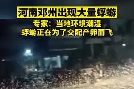 “朝生暮死”的蜉蝣密密麻麻现身河南邓州，专家：它们正在婚飞图片