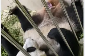 大熊猫新加坡产子惊动李显龙！你知道全球共有多少只“滚滚”吗？图片