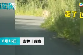 吉林一男子乘车遇野生老虎拦路，双方对视两分钟画面曝光图片