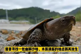 三明生态也太好了？又现国家二级野生保护动物，鹰嘴龟！视频封面