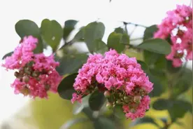 谁说“花无百日红”？紫薇就是与众不同图片