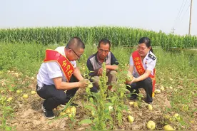 “芝麻蜜”香瓜香飘千里图片