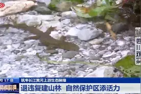 四川新闻联播丨筑牢长江黄河上游生态屏障——退违复建山林 自然保护区添活力图片