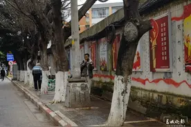 昆明庆丰街出现大量毛毛虫，怪吓人图片