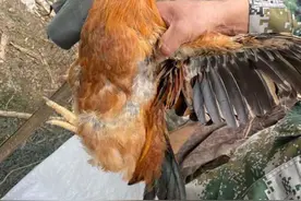 万万没想到，被偷的22只土鸡竟然还能活着回来！偷鸡贼蛮奇葩：我不爱吃鸡图片