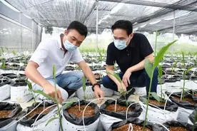 徐华勤调研溧阳现代农业产业园图片