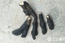 宝鸡现一罕见菌类 市民：真稀奇图片