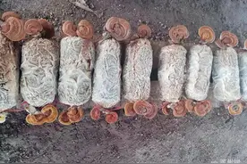 阳信一合作社灵芝试种成功图片