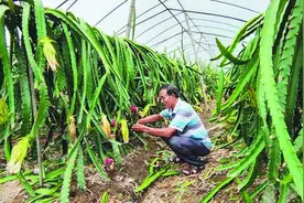云和白垟墩：老菜农种出香甜火龙果图片