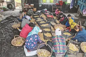 黄菇娘变身致富“金豆子”图片