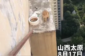 流浪猫被困在百米高空，众人合力成功营救，网友：心都提到嗓子眼了图片