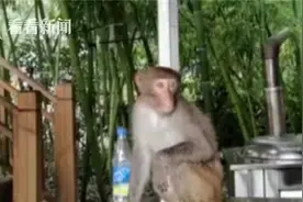 养只猴子当宠物？专家：不仅违法还可能送命图片