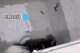 网传宠物狗被拔牙丢进洗衣机旋转，河南商丘网信办：已记录此事视频封面