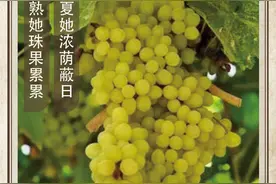 农历中国 | 七月十一 · 葡萄熟了图片