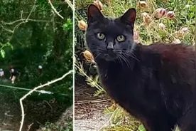 老人不慎掉下山沟 宠物猫成功叫来救援人员图片