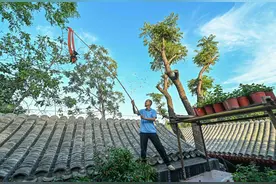 胡同里的养鸽人：爱鸽子，爱这片青砖灰瓦图片