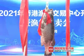 北海渔获拍卖好戏连台！百公斤“鱼王”龙趸拍出88888元图片