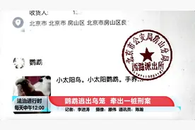 北京奇案：鹦鹉逃出鸟笼，竟然牵出刑事案件图片