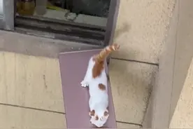 感谢好心人！猫咪被困家里无人照顾，邻居搭长板合力救下图片