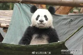 成都一大熊猫因长相潦草走红图片
