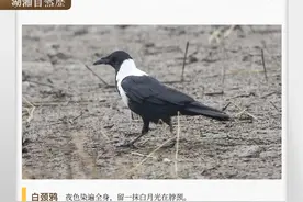 湖湘自然历丨天下乌鸦都一般黑吗图片