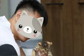 济南猫咪“绑匪头子”火了！钻车底、扒垃圾堆 开盲盒式逮猫领养图片