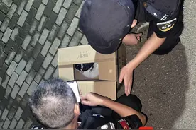 看似普通的乌鸦却并不普通，“误闯”民宅的是濒危保护动物白颈乌鸦图片
