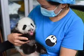 秦岭大熊猫宝宝健康成长图片