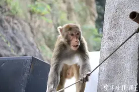 宁波此地来了位“大师兄”！在居民家“蹭吃蹭喝”，疑似从九龙湖逃出来……图片