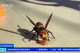 杀人大黄蜂再次入侵美国！毒性与毒蛇毒液相当→图片