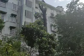 小区的广玉兰树曾经满树繁花，如今只剩孤零零一根树干，有什么办法可以救活？图片