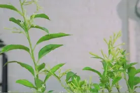 涨知识！这些花的香味有毒图片