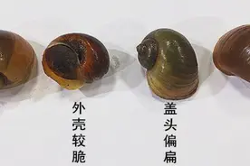 这种“螺”千万别吃，如发现赶紧向水务站报告图片